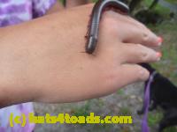 /home//u458753944/public_html/sourcegallery////////////////Insects and small critters/millipedes and centipedes/P1130871.JPG